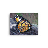 BUTTERFLY - Photo Canvas Print 12x12 to 36x24