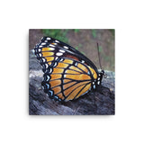 BUTTERFLY - Photo Canvas Print 12x12 to 36x24