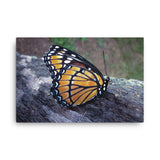 BUTTERFLY - Photo Canvas Print 12x12 to 36x24