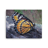 BUTTERFLY - Photo Canvas Print 12x12 to 36x24