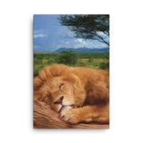 SLEEPING LION Painting Canvas Print 12x12 to 24x36