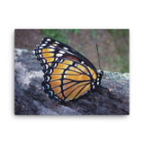 BUTTERFLY - Photo Canvas Print 12x12 to 36x24
