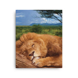 SLEEPING LION Painting Canvas Print 12x12 to 24x36