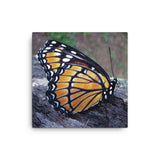 BUTTERFLY - Photo Canvas Print 12x12 to 36x24