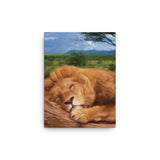SLEEPING LION Painting Canvas Print 12x12 to 24x36