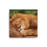 SLEEPING LION Painting Canvas Print 12x12 to 24x36