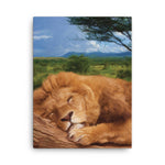 SLEEPING LION Painting Canvas Print 12x12 to 24x36